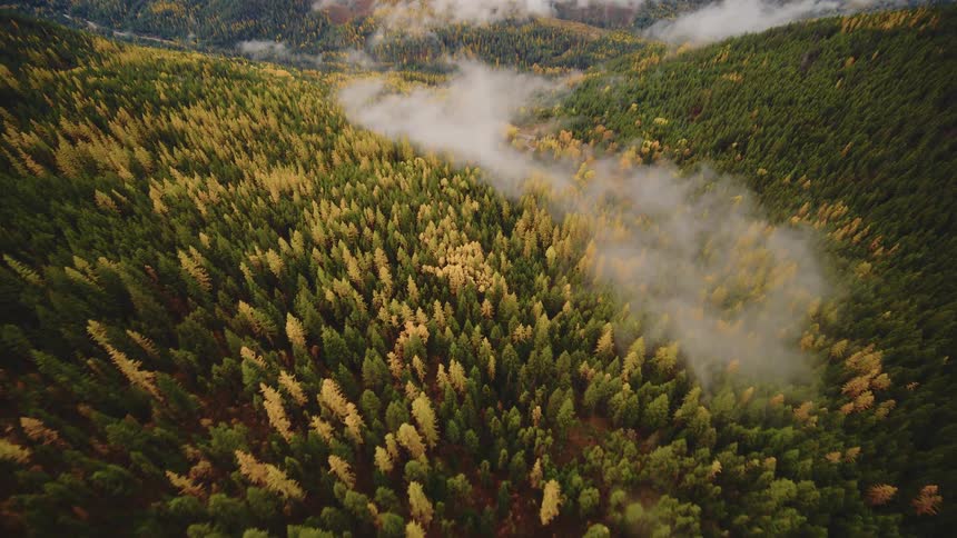 An aerial view shows a vast evergreen and golden larch forest in a mountain valley with fog gently rolling through the trees during autumn