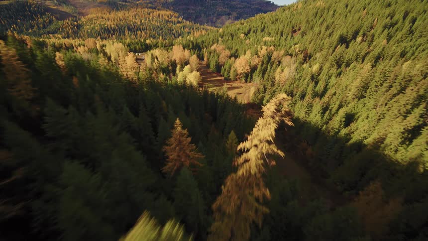 An exhilarating FPV drone flight soars over a vast mountain forest, revealing a stunning landscape of colorful autumn trees under a bright sun