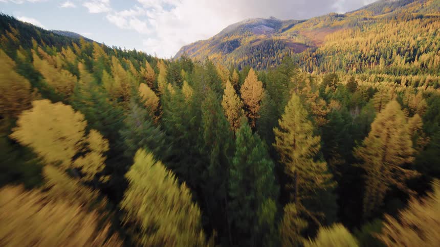 An exhilarating FPV drone flight speeds over the treetops of a vibrant mountain forest in autumn