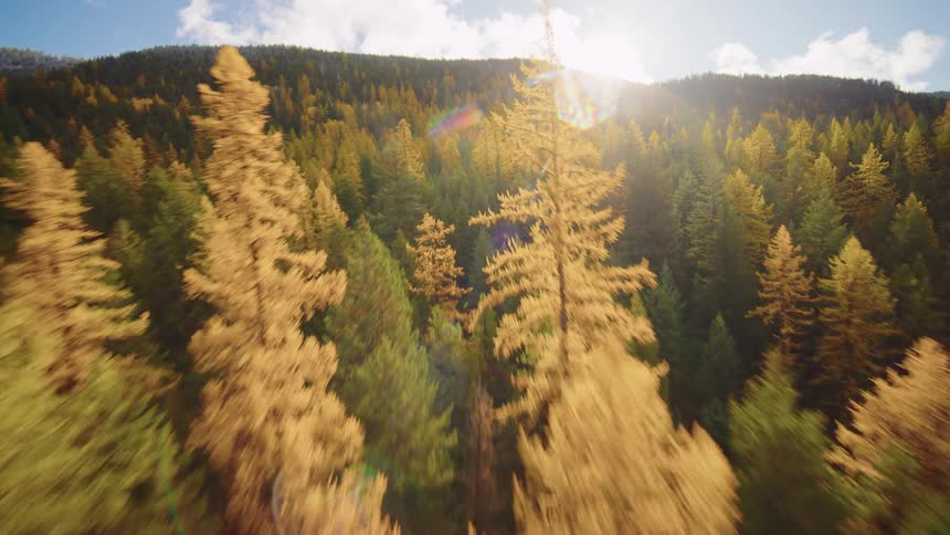 A dynamic and fast-paced aerial flight over a sun-drenched mountain forest filled with vibrant green and golden autumn trees