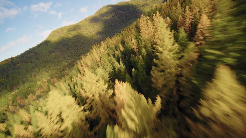 A fast-paced FPV drone flight swoops over a vibrant autumn forest of golden larch and green pine trees on a sunny mountainside