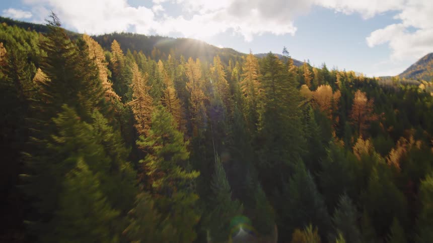 An exhilarating and fast aerial flight over the treetops of a vibrant autumn forest on a sunlit mountainside