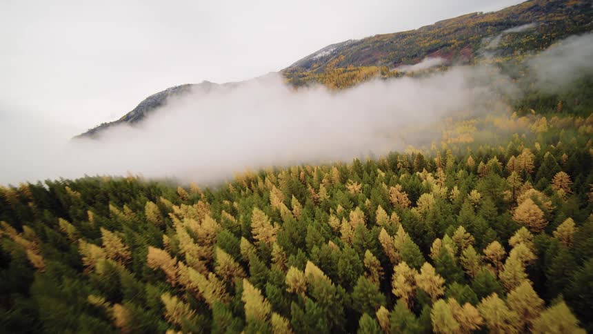 A breathtaking aerial journey over a vibrant autumn forest nestled in the mountains, soaring forward into the mysterious embrace of the clouds