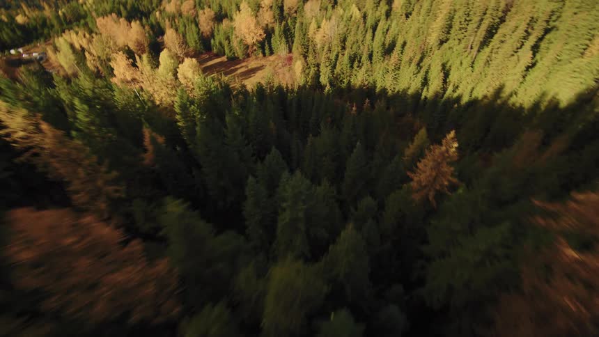 An exhilarating aerial journey over a sun-drenched mountain forest ablaze with vibrant autumn colors