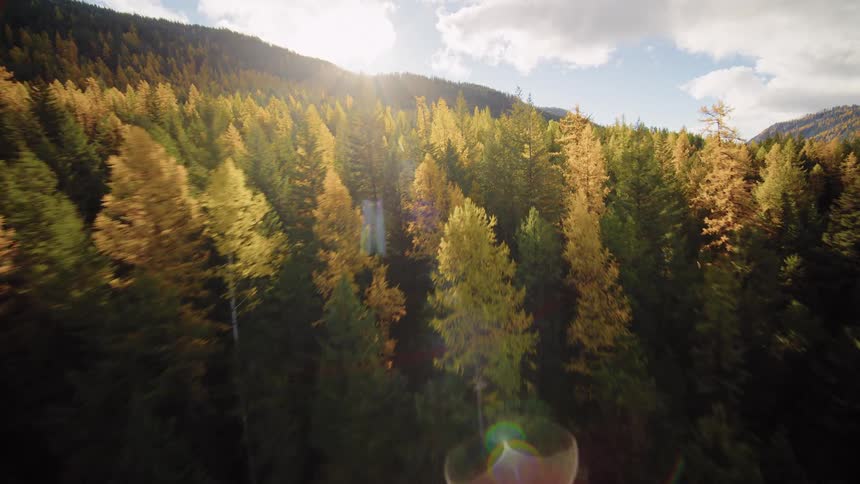 A thrilling aerial flyover of a lush, sun-kissed mountain forest with vibrant autumn colors
