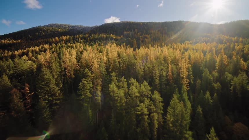Epic aerial shot flying over a vast mountain forest with colorful autumn foliage and bright sunshine