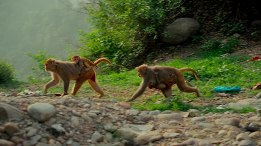 A slow-motion shot of a monkey family, with babies clinging to their mothers, walking together in the wild