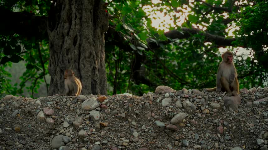 An adult and juvenile rhesus macaque monkey sit on a rocky embankment in a sun-dappled forest