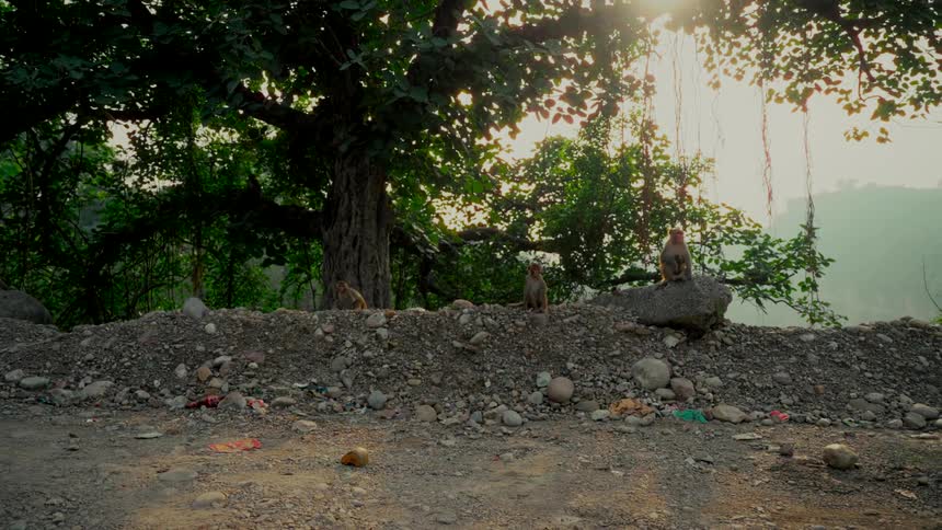 A group of monkeys sit on a rocky hill under a large tree with the sun flaring through the leaves