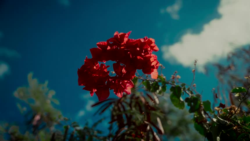 A vibrant red bougainvillea flower cluster sways gently in the breeze against a deep blue sky with fluffy white clouds
