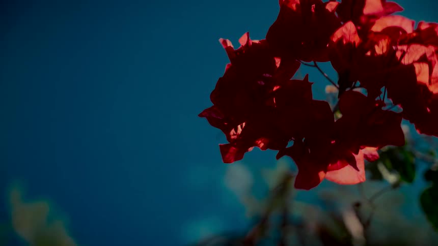 Sunlight illuminates vibrant red bougainvillea flowers as they sway in the wind against a vivid blue sky