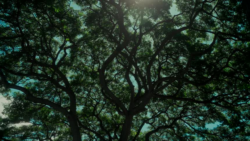 A slow pull back from a low angle shows the sun shining through the dense canopy of a majestic, old tree