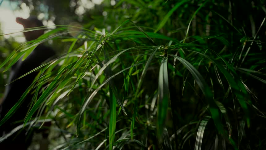 Sunlight filters through a dense canopy, illuminating the vibrant green leaves of a tropical plant as a person stands in the background
