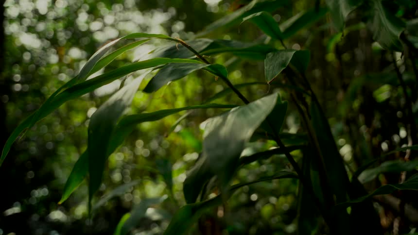Sunlight filters through a dense jungle canopy, illuminating the vibrant green leaves of a tropical plant