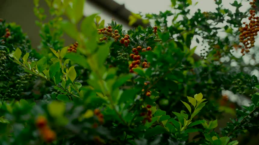 A low angle close up shot of a lush green bush with vibrant orange berries