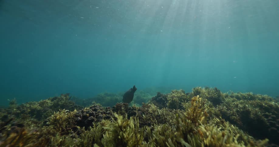 A lone dark fish swims slowly over a seaweed-covered reef as beautiful sun rays pierce the clear turquoise water