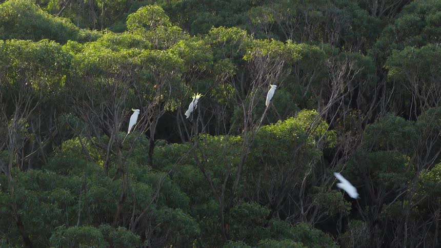 Several Sulphur-crested Cockatoos perched on treetops take flight in slow motion over a lush Australian forest