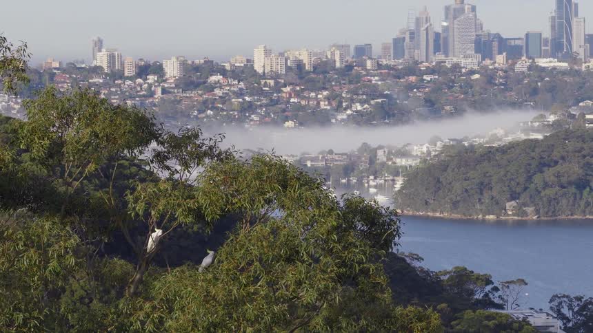 Early morning fog blankets a Sydney harbor, with the distant city skyline rising above and native cockatoos perched in foreground trees