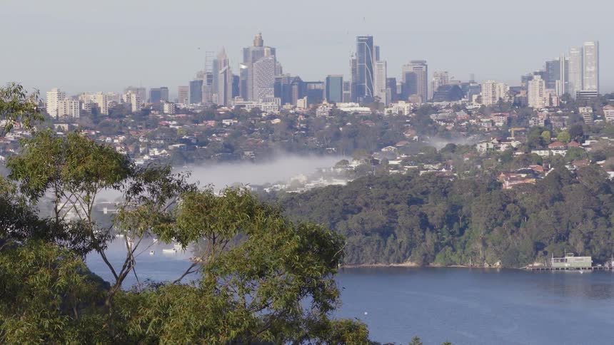Sulphur-crested cockatoos fly gracefully in slow motion over a misty bay with the distant Sydney, Australia skyline