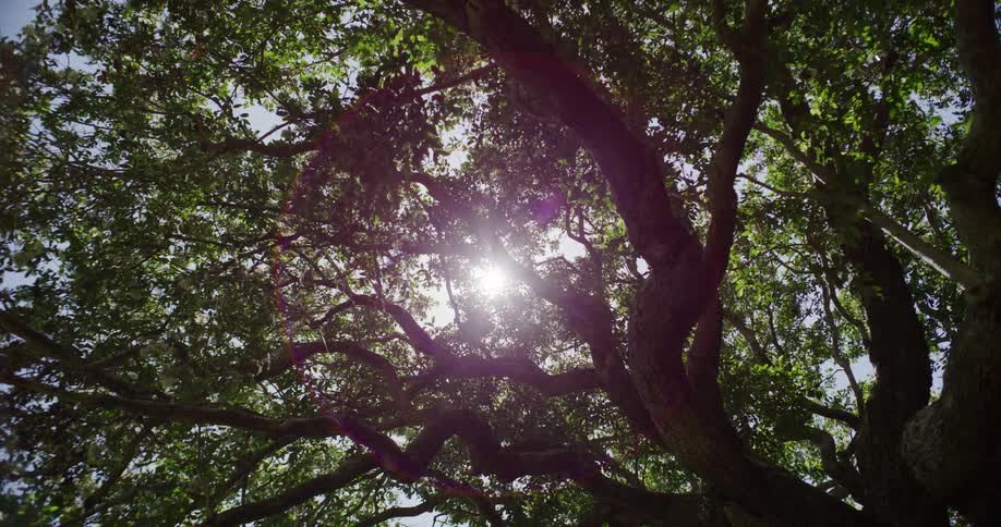 Looking up at the sun flaring through the gnarled branches and green leaves of an old tree as the camera slowly pulls back