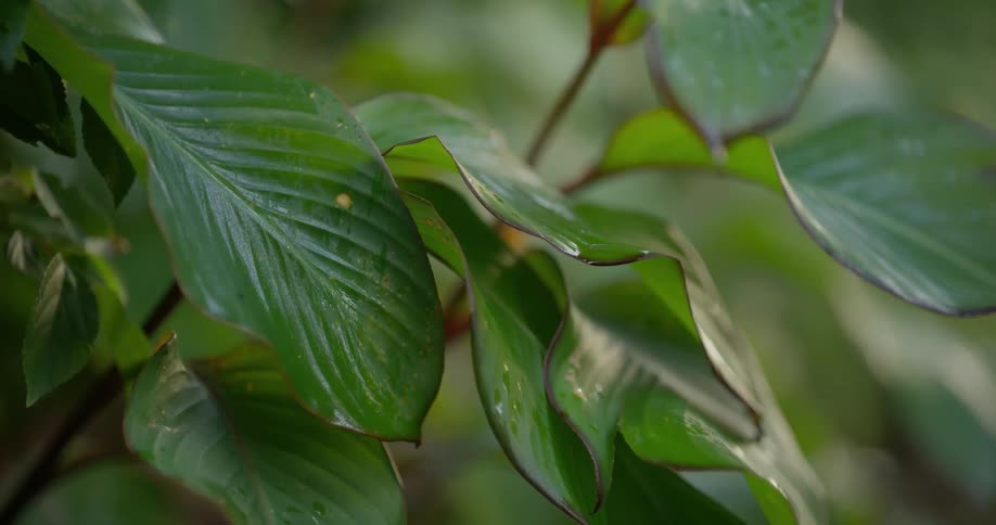 A tranquil close-up of large, glossy green leaves gently resting in a lush, natural environment