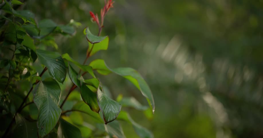 A peaceful close-up of green leaves and a red flower bud with water spray creating a beautiful bokeh effect in the background