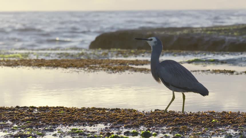 A white-faced heron stands on a rocky shore, catches a small fish, and swallows it whole as the ocean sparkles in the background