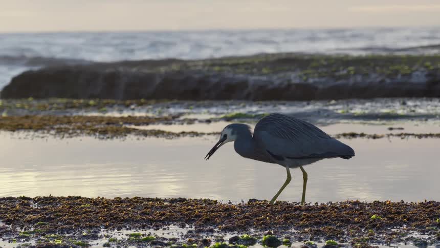 A white-faced heron patiently hunts and successfully catches a small fish in a tidal pool during a beautiful sunrise