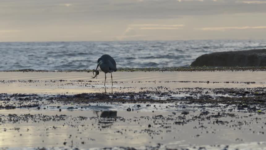 A white-faced heron stands in a shallow tide pool and catches a crab on the coast at sunset