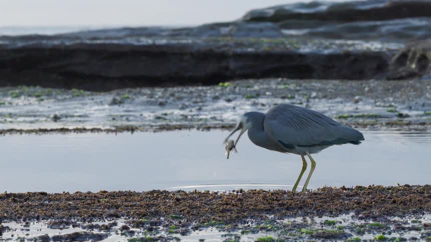 A white-faced heron stands in a tide pool on a rocky shore, shaking a crab in its beak in slow motion while waves break in the background