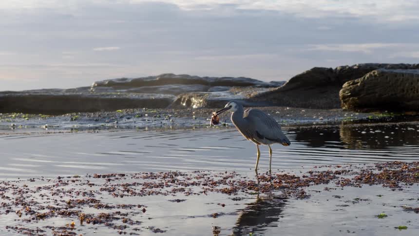 A majestic white-faced heron stands in a shallow rock pool holding its fresh catch of a crab in its beak in slow motion