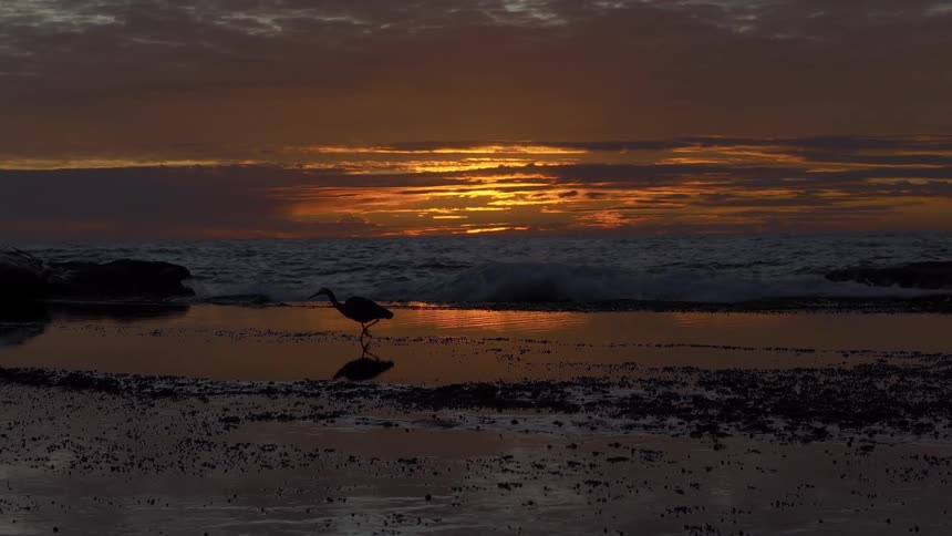 A silhouetted heron walks through a tide pool on a rocky beach as waves crash in slow motion during a beautiful golden sunset