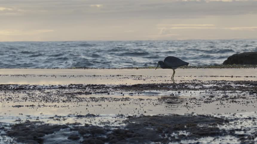 A White-Faced Heron patiently stalks and catches a crab in a coastal rock pool at sunset