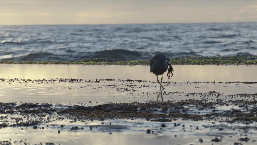 At dawn, a patient grey heron wades through a calm tide pool and captures a crab against the backdrop of the ocean