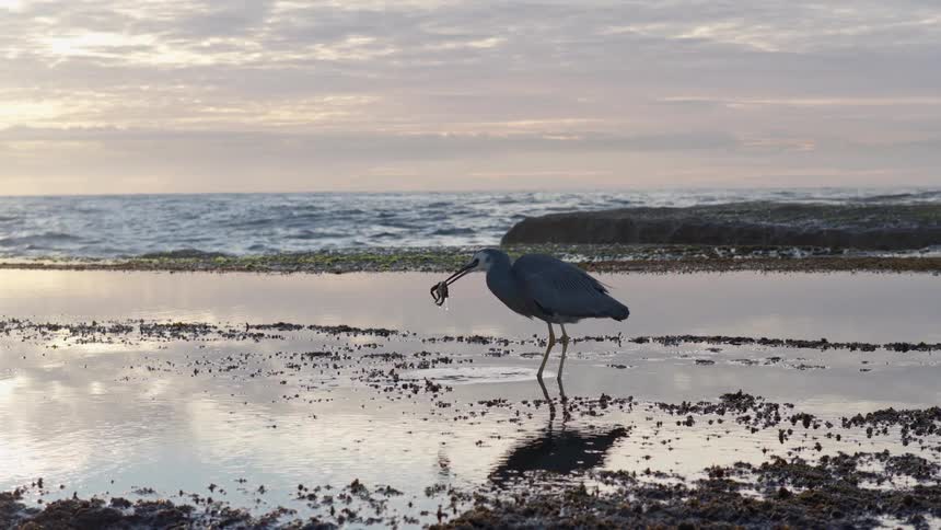 A white-faced heron successfully hunts and eats a crab from a coastal rock pool at sunrise, with an ocean wave breaking in the background