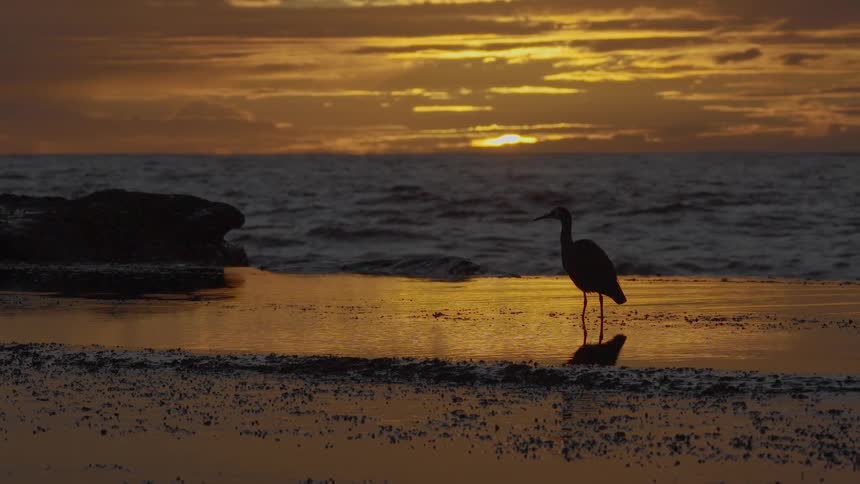 A silhouetted heron stands still in a tide pool on a rocky beach as the golden sun sets over the ocean