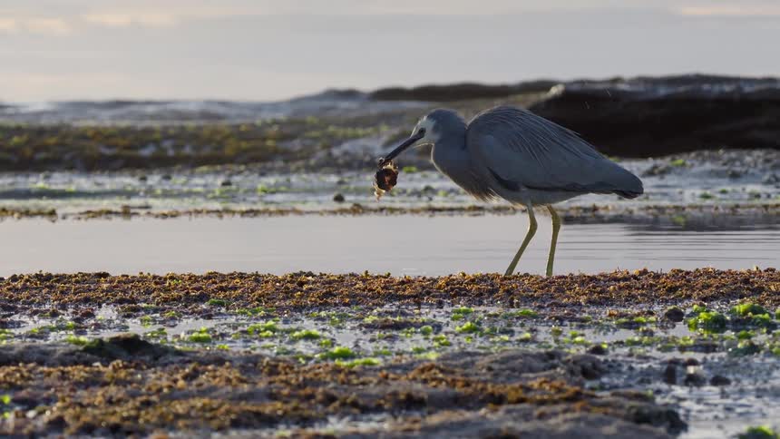 A white-faced heron catches a crab in a shallow tide pool and washes it in the water in beautiful slow motion