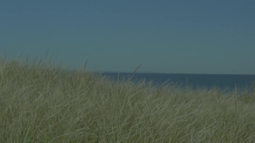 Serene view of windswept grass on a coastal sand dune with the ocean in the background