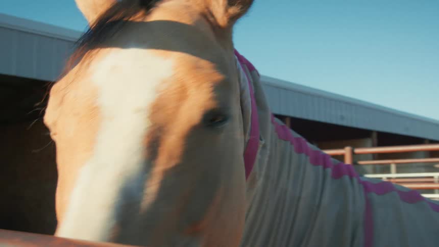 An extreme close-up of a beautiful tan horse's unique blue eye as it blinks in a stable on a sunny day