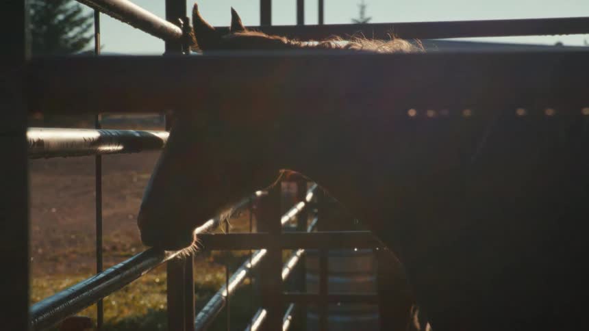 A silhouetted horse stands peacefully in its pen, its mane glowing in the golden morning sunlight