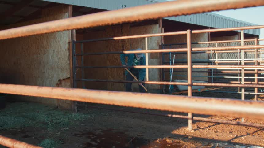 A man rakes hay and cleans out a horse stall in a barn, viewed from behind a rusty fence