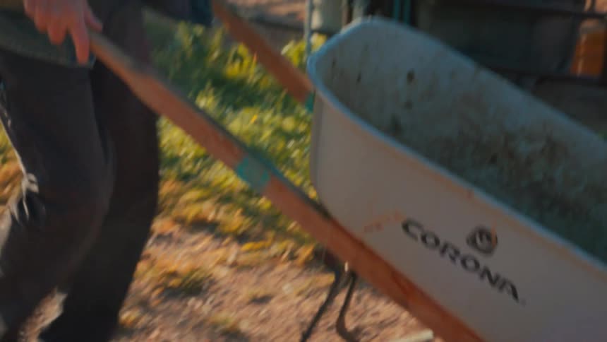 A senior farmer with a white beard works on his ranch, pushing a wheelbarrow in the bright afternoon sun