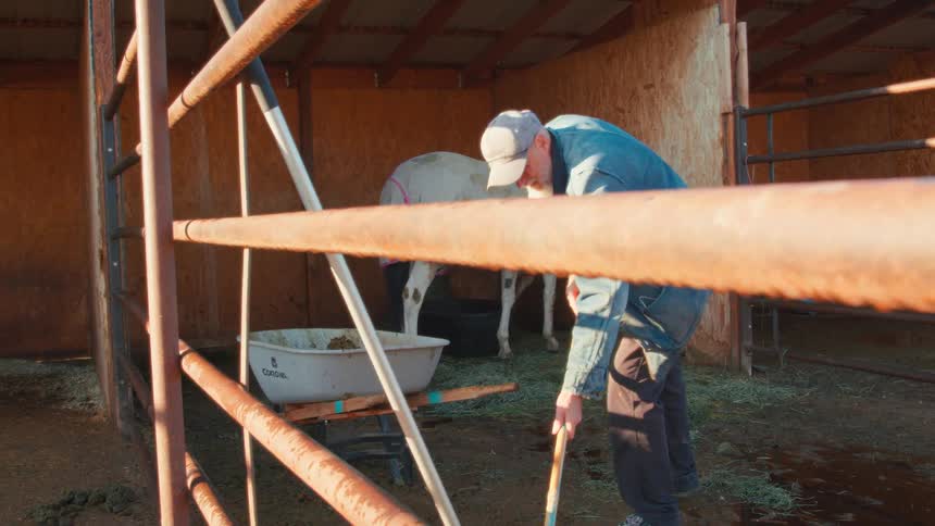 Slow motion shot of a hardworking senior man with a white beard cleaning out a horse stall on a ranch