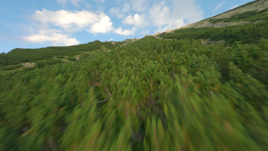 A thrilling aerial view captures a fast-paced flight just above lush green pine trees on a sunny mountainside