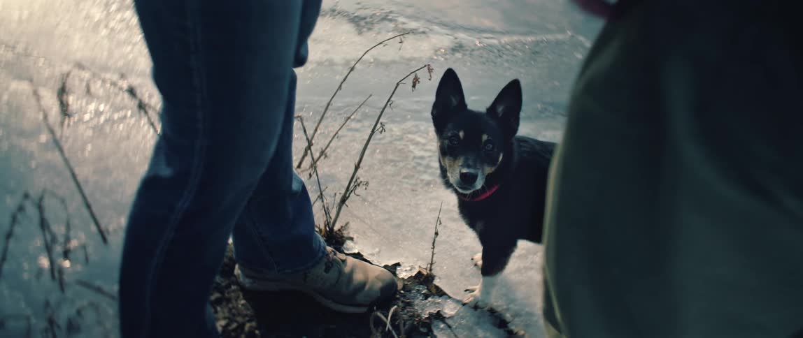 A cute little dog with a red collar looks up at its owner while standing on the edge of a frozen lake
