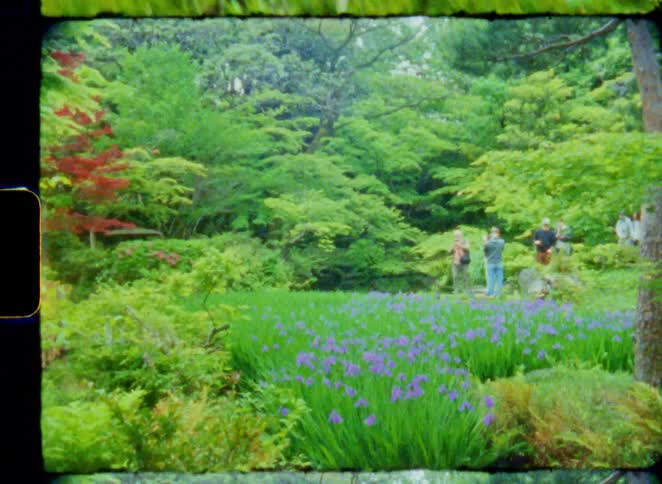 Vintage-style film footage captures a person taking photos of purple flowers in a lush, green garden