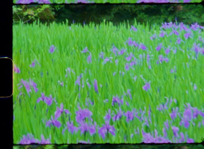 Vintage-style footage shows a vibrant field of purple iris flowers swaying in a lush, green botanical garden