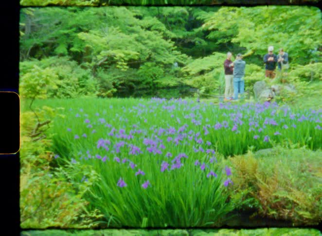 Vintage film footage captures a serene Japanese garden with a field of blooming purple irises and visitors in the background