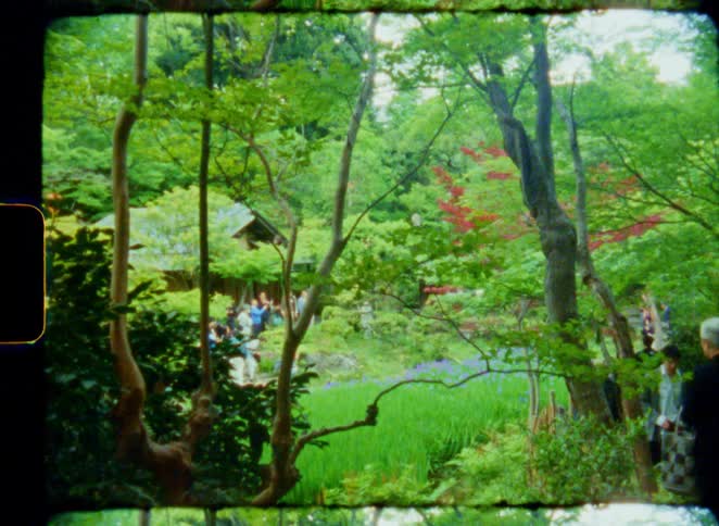 A vintage film shot of people enjoying a beautiful and lush traditional Japanese garden in the springtime