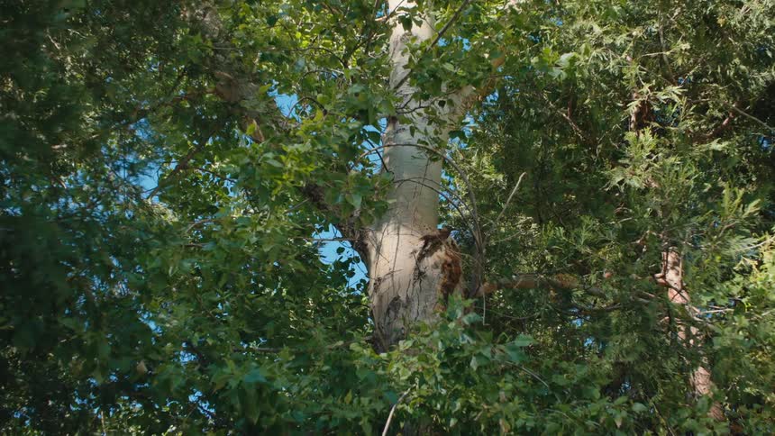 A quick zoom-in shot reveals a starling perched on a large tree trunk surrounded by green foliage on a sunny day